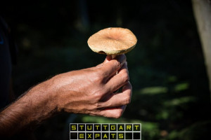Steinpilze Stuttgart