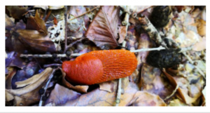 Stuttgart Mushroom Picking 2019 10