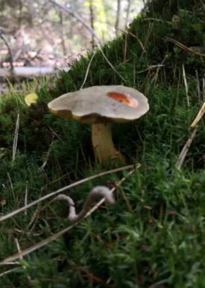 Stuttgart Mushroom Picking 2019 11