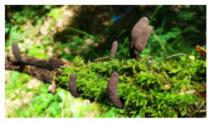 Stuttgart Mushroom Picking 2019 12