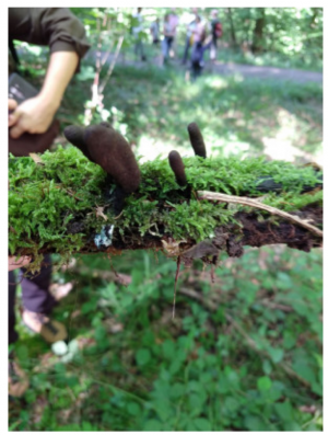 Stuttgart Mushroom Picking 2019 13