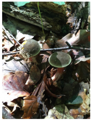 Stuttgart Mushroom Picking 2019 14