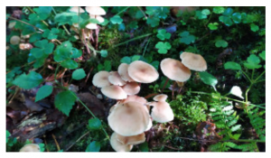 Stuttgart Mushroom Picking 2019 15