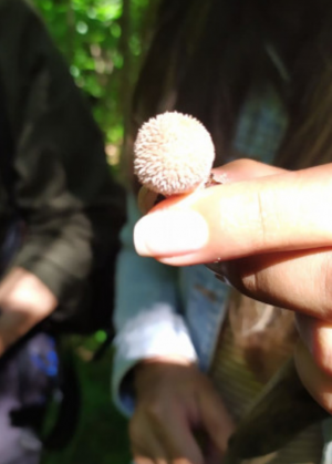 Small-Mushroom-Picking