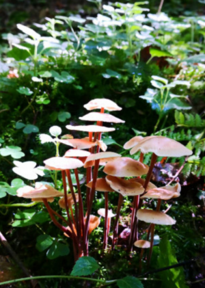 Pink-Mushroom-Picking-2019