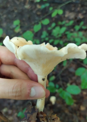 Mushroom-Picking