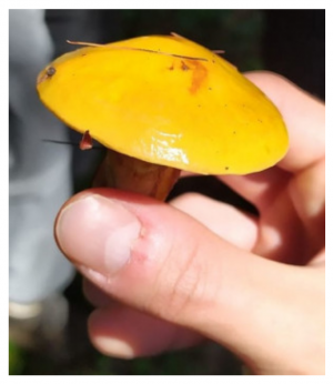 Stuttgart Mushroom Picking 2019 2