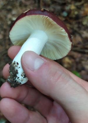 Stuttgart-Mushroom-Picking