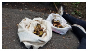 Stuttgart-Mushroom