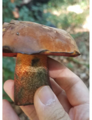 Stuttgart Mushroom Picking 2019 3