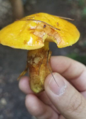 Stuttgart Mushroom Picking 2019 6