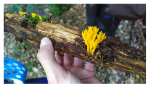 Stuttgart Mushroom Picking 2019 7