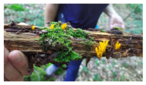 Stuttgart Mushroom Picking 2019 8