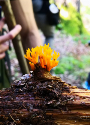 Stuttgart Mushroom Picking 2019 9