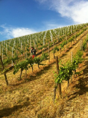 Wine Walk 2011 (1)