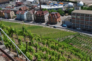 Wine Walk 2012 (7)