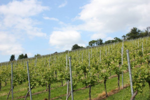Wine Walk 2014 (22)