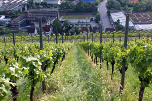 Wine Walk 2015 (71)