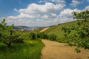 Wine Walk 2019 (7)